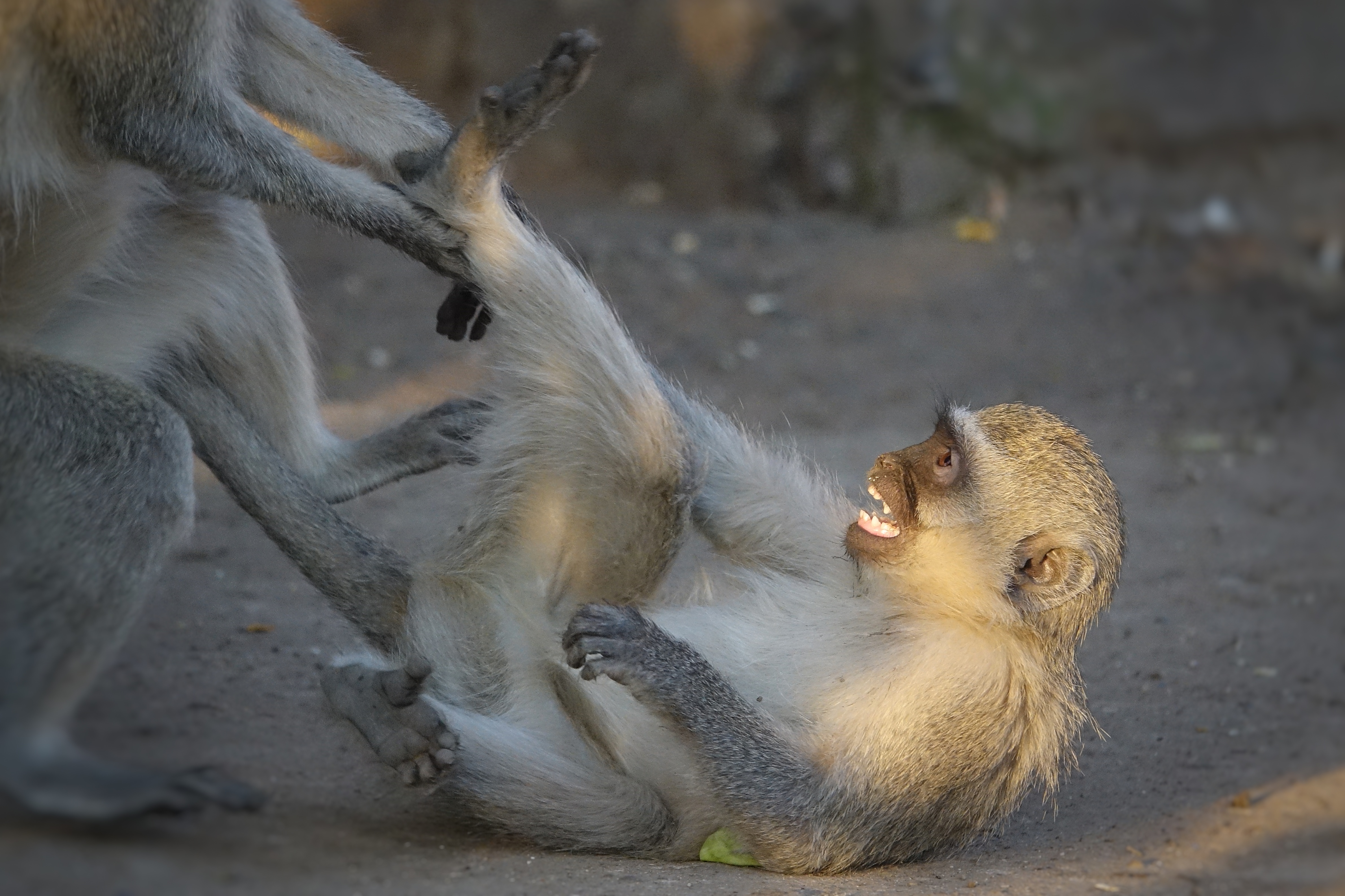 Singe et petit